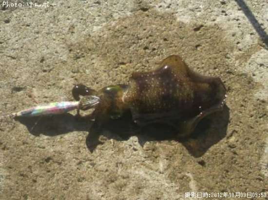 �����ꥤ��