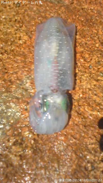 �����ꥤ��