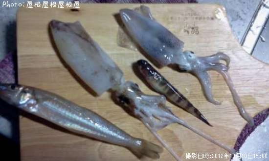 ���󥵥����������