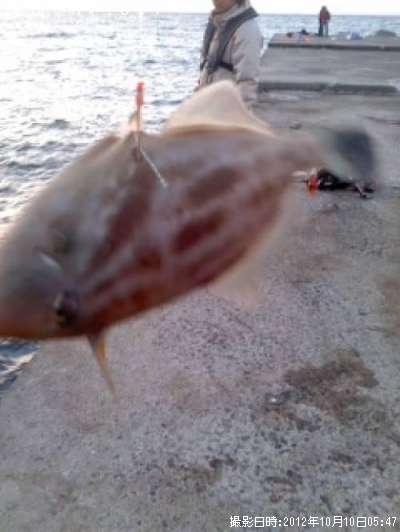 ���ޥť�ϥ�