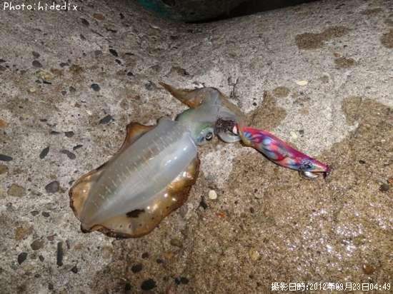 �����ꥤ��