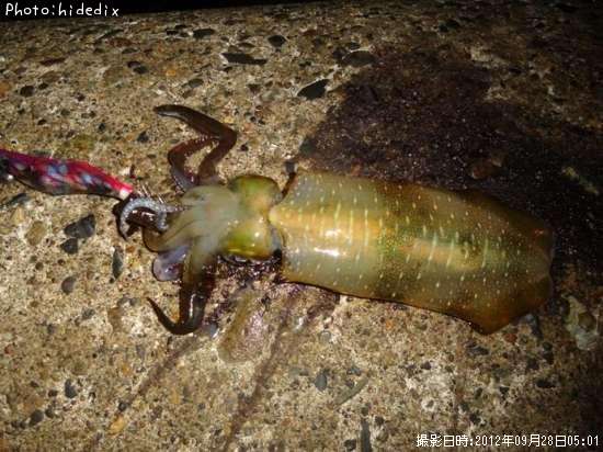 �����ꥤ��