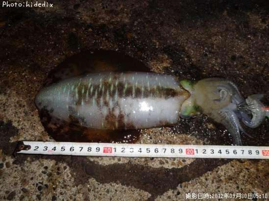 �����ꥤ��