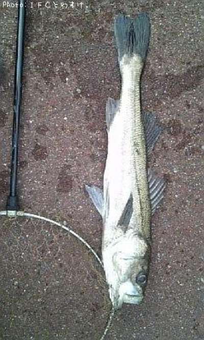 �����Х�