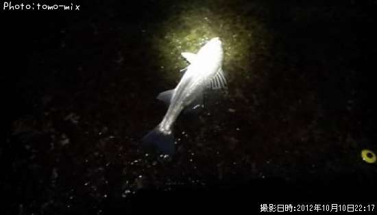 �����Х�