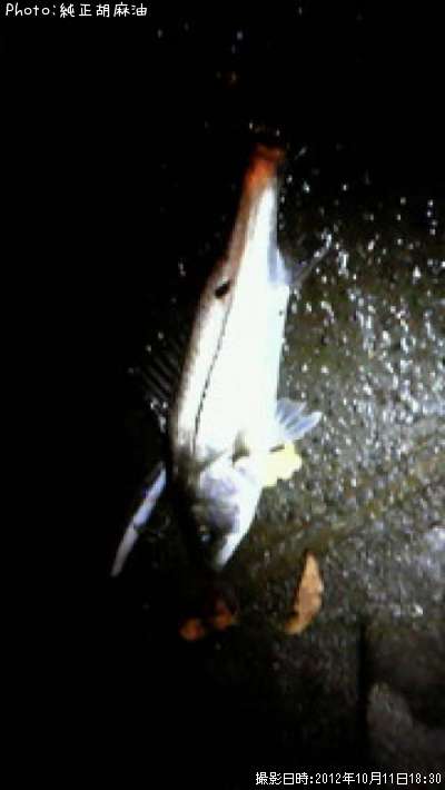 �����Х�