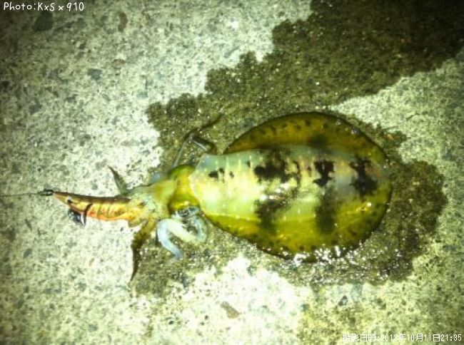 �����ꥤ��