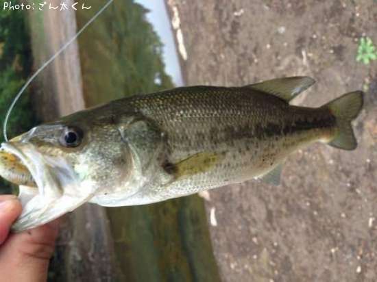 �֥�å��Х�