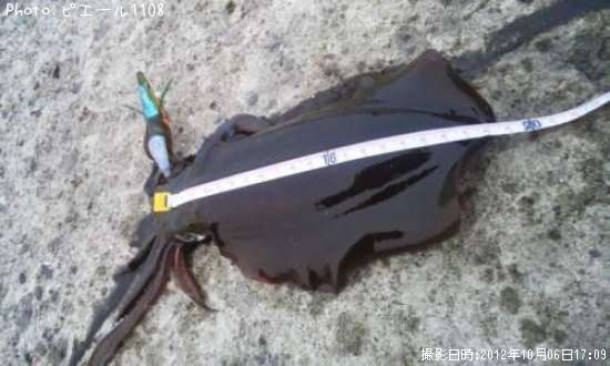 �����ꥤ��