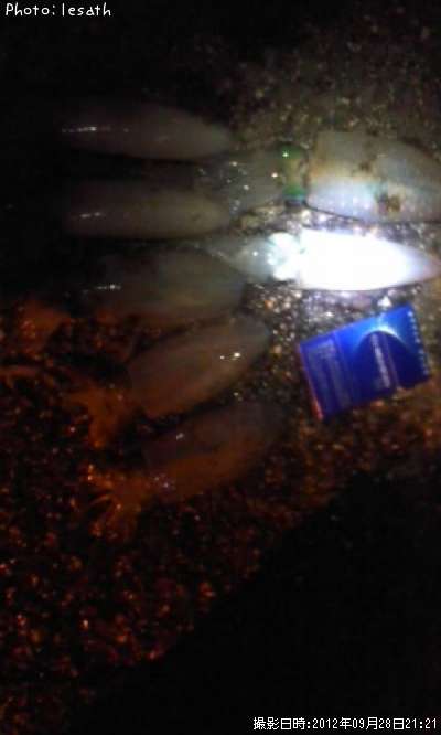 �����ꥤ��