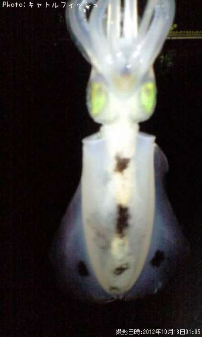 �����ꥤ��