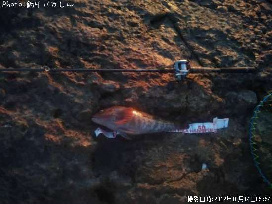 �����ʥ�