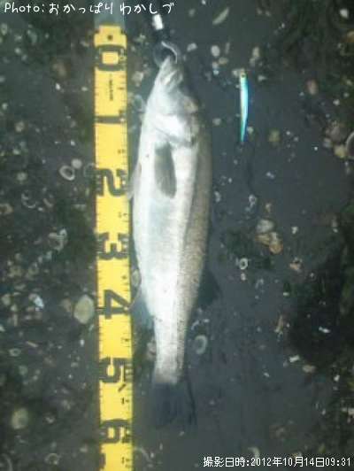 �����Х�