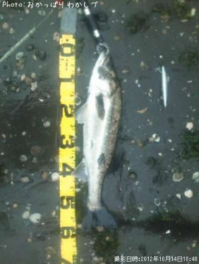 �����Х�