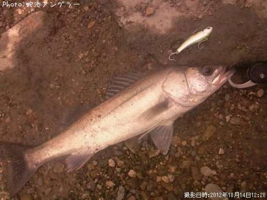 �����Х�