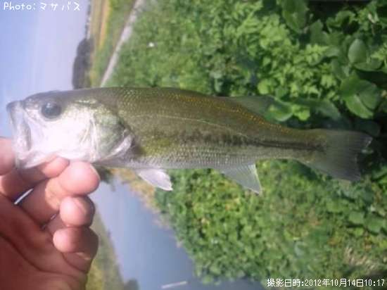 �֥�å��Х�