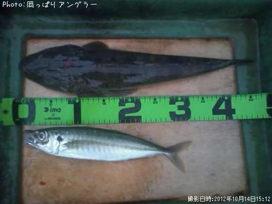 �ޥ���������