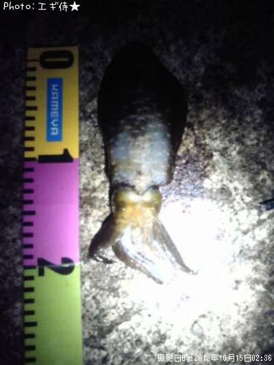 �����ꥤ��