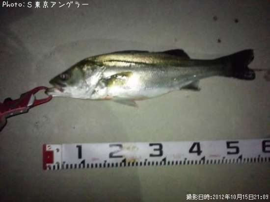 �����Х�