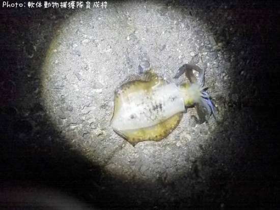 �����ꥤ��