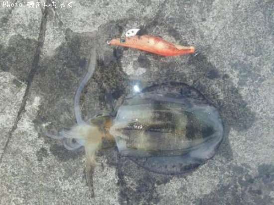 �����ꥤ��