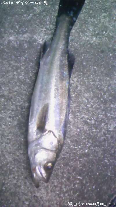 �����Х�