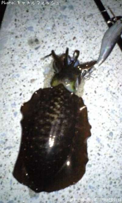 �����ꥤ��