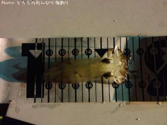 ���ӥ���