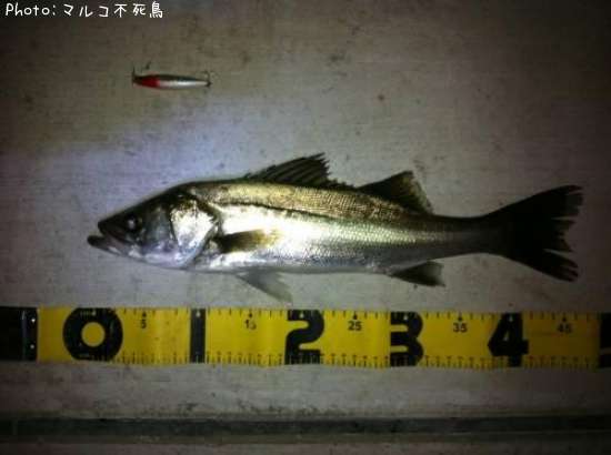 �����Х�