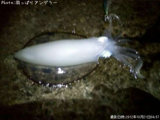 �����ꥤ��