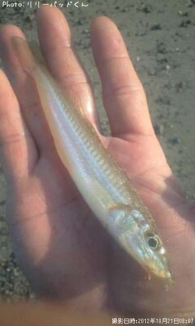 �ѡ���ԥ󥯤ε��ؿ�