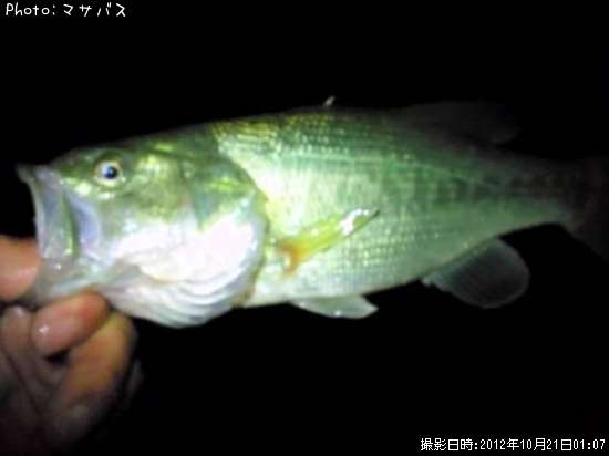 �֥�å��Х����ʥޥ�