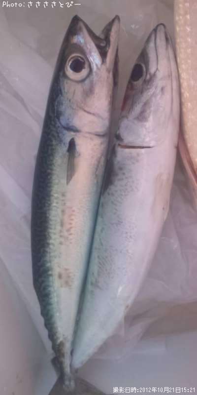 ���С�����