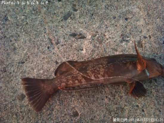 �����ʥ�