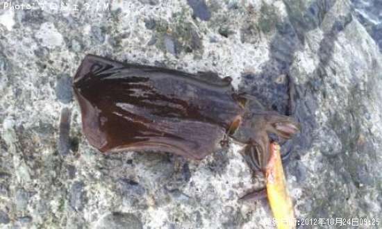 �����ꥤ��