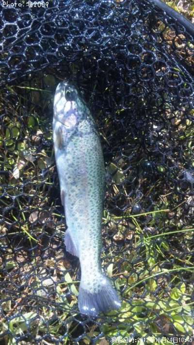 �쥤��ܡ��ȥ饦��