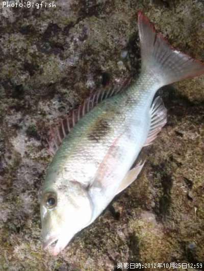 �ޥȥե��ե�