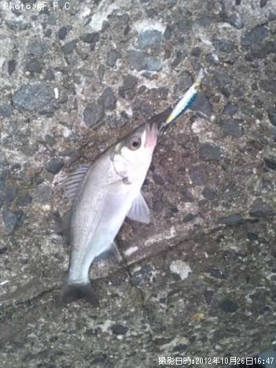 �����Х�