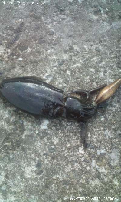 �����ꥤ��