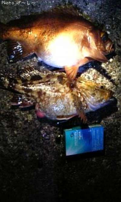 ��Х롦������