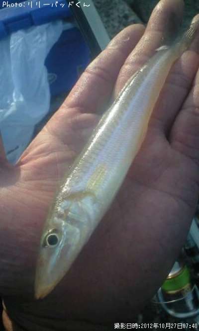 �ѡ���ԥ󥯤ε��ؿ�