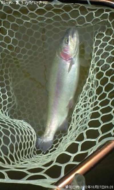 �쥤��ܡ��ȥ饦��