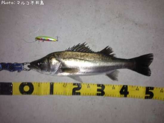 �����Х�