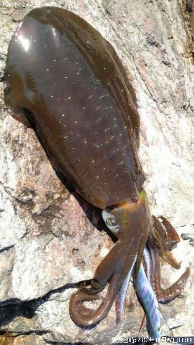 �����ꥤ��