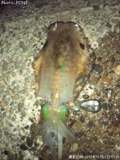 �����ꥤ��