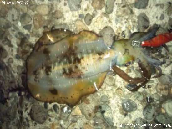 �����ꥤ��