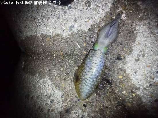 �����ꥤ��