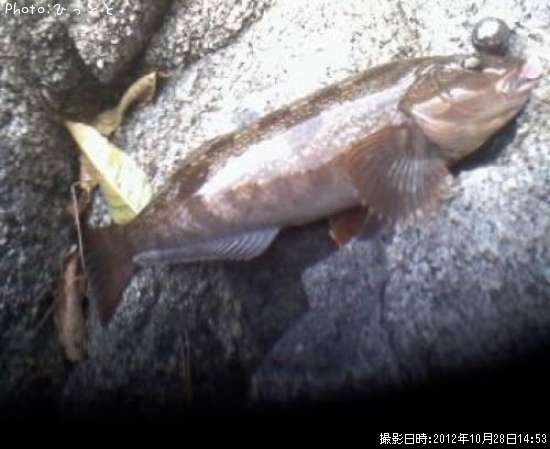 �����ʥ�