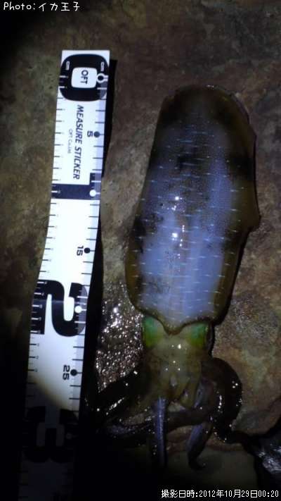 �����ꥤ��