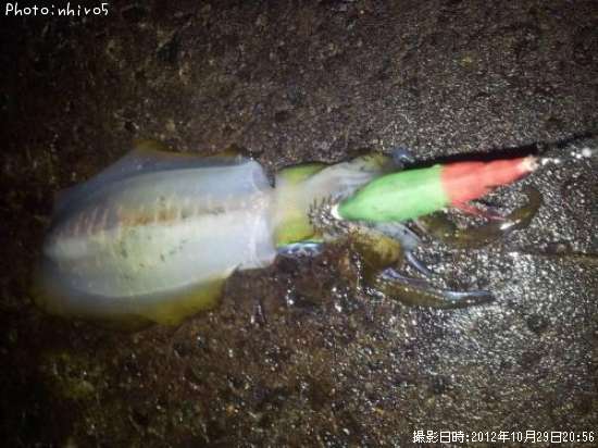 �����ꥤ��